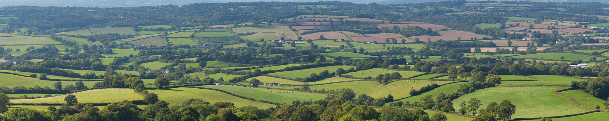 Storage Honiton
